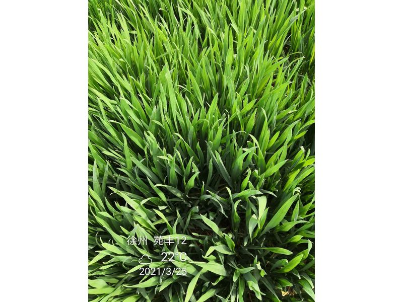 苑豐12，徐州試驗(yàn)大田