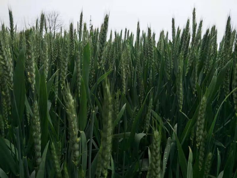 安徽臨泉，苑豐12，大田表現(xiàn)