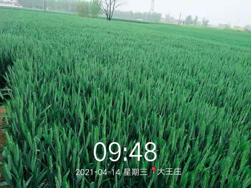 安徽臨泉，苑豐12，大田表現(xiàn)