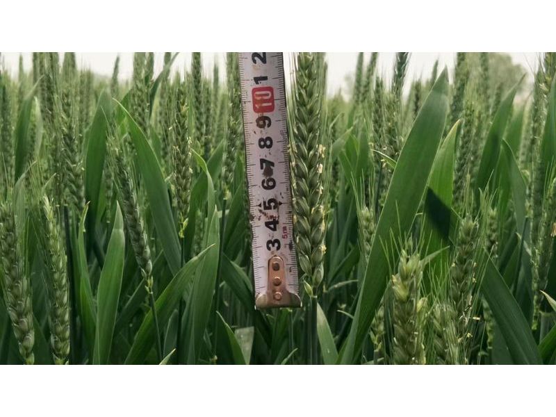 安徽臨泉，苑豐12，大田表現(xiàn)