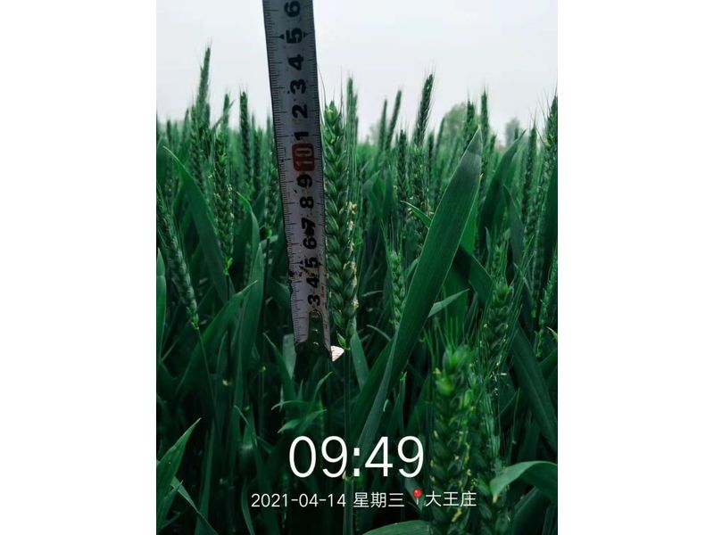 安徽臨泉，苑豐12，大田表現(xiàn)