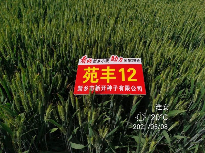 苑豐12，淮安市大田表現(xiàn)